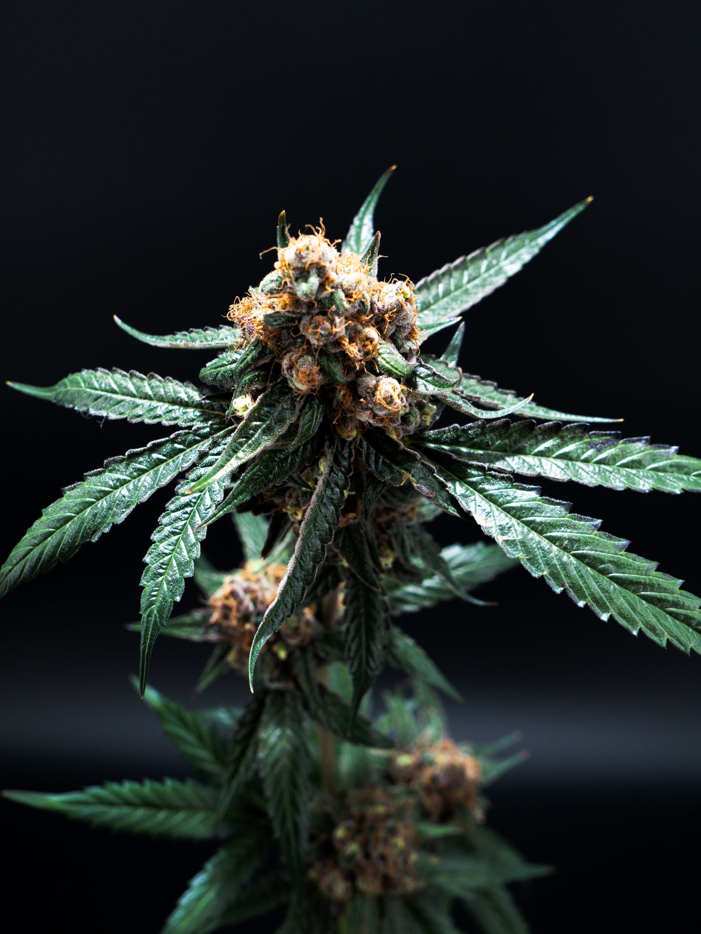 🍋 CITROLOCO Cannabis Steckling - Frisches Zitrus-Aroma