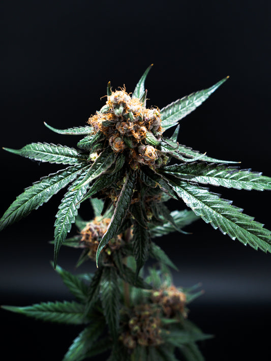 Citroloco - Frisches Zitrus-Aroma