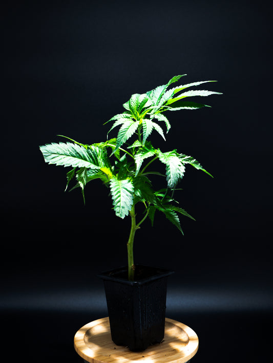 Snowmosa - Frostige Eleganz trifft komplexes Terpenprofil