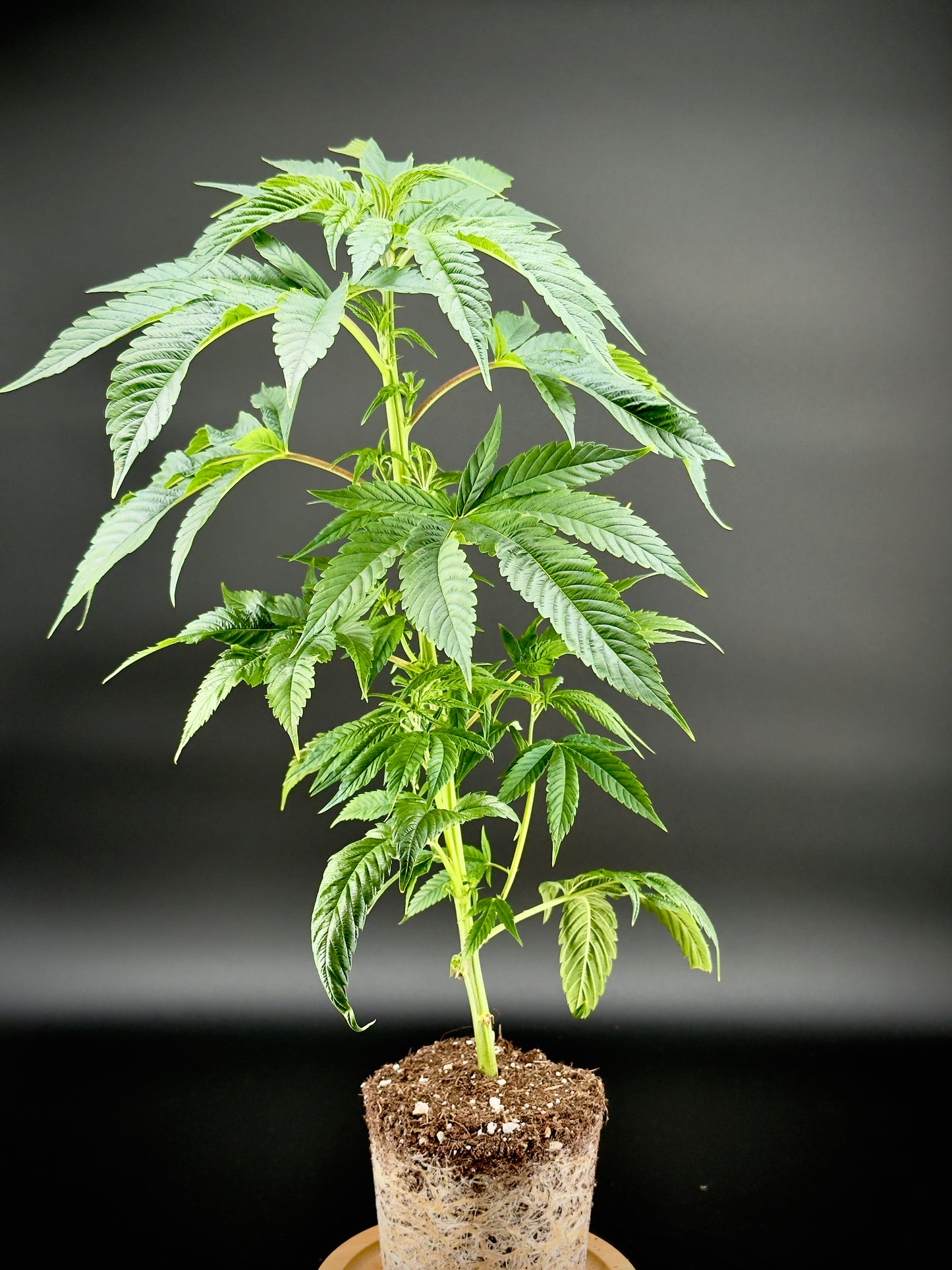 Fat Sister – 3 Größen, Glashaus & Outdoor | Wunderland Genetics
