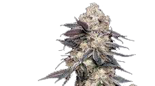 Jack Herer Sativa-Stecklinge - Premium Cannabis-Steckling von Sensi Seeds i