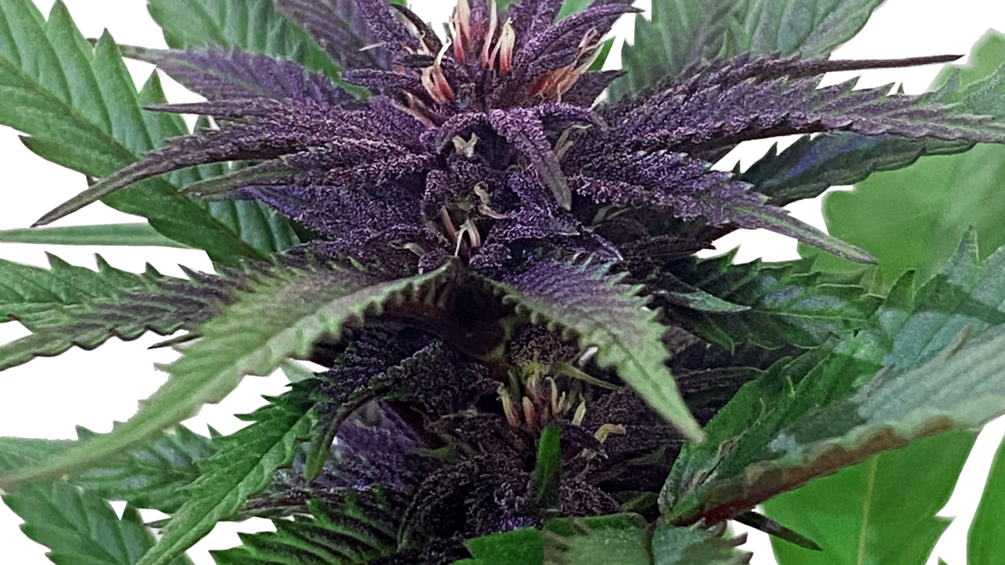 Pineapple Upside Down Cake Cannabis-Stecklinge - Premium Sativa-Steckling von Humboldt Seed Company