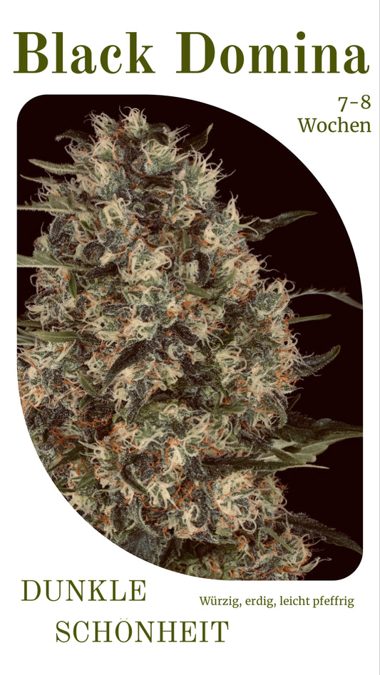 Black Domina - Indica Stecklinge