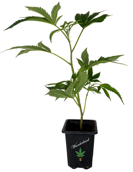 LA Kosher Kush - Stecklinge Premium Sativa