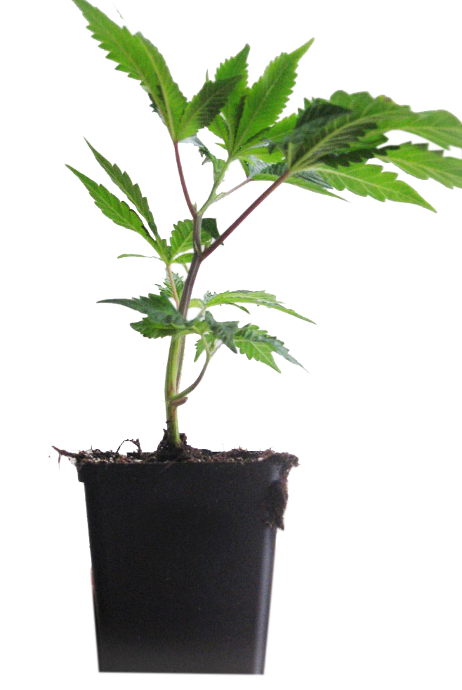 White Bunny Stecklinge kaufen - Wunderland Genetics Indica-Hybrid