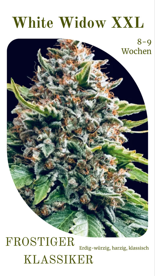 White Widow XXL Stecklinge
