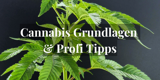 Cannabis Grundlagen & Profi Tipps – Blog Banner Hanfshop Wunderland
