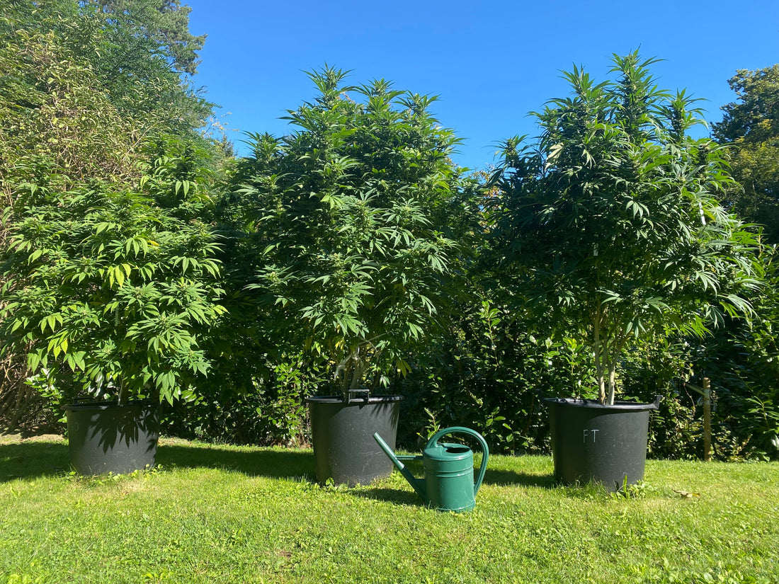 Outdoor Cannabis Stecklinge anbauen Deutschland Österreich – Grow Guide 2026