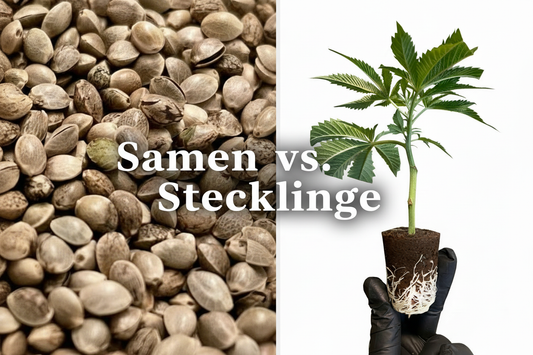 Samen vs. Stecklinge – Vergleich von Cannabis Samen und Hanfpflanzen Stecklingen mit Wurzeln