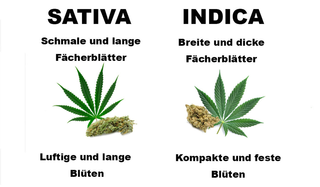 Unterschiede zwischen Indica und Sativa Genetiken
