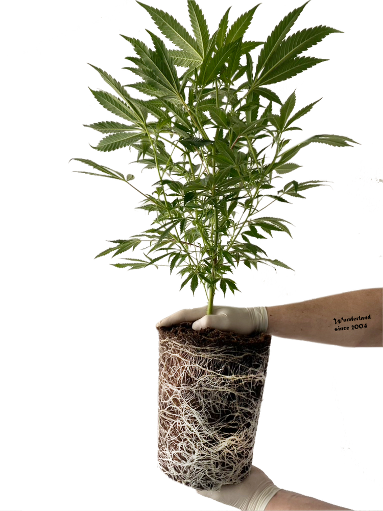 Wunderland Genetiken