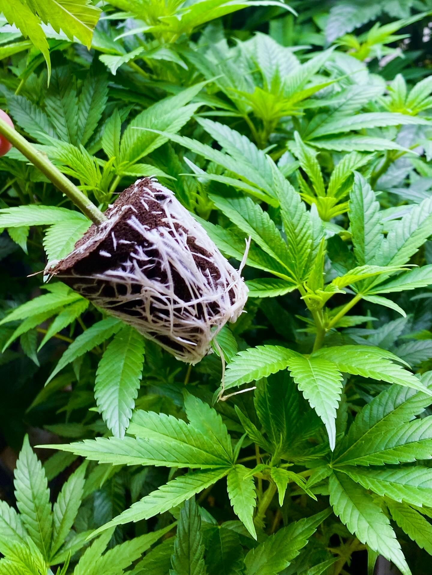 Hanfstecklinge mit kräftigem Wurzelballen auf gesundem Blatt - Wunderland Growshop