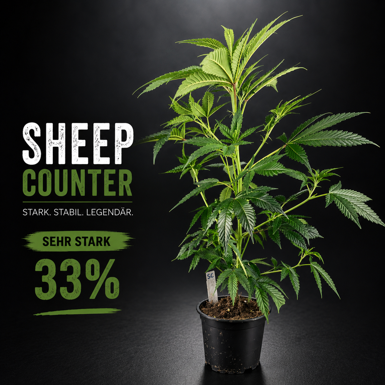 Sheep Counter – Erdige Tiefe trifft Indica-Kraft