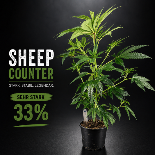 Sheep Counter – Erdige Tiefe trifft Indica-Kraft