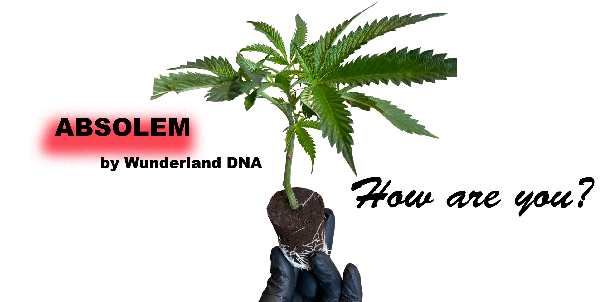 Cannabis Klon Elite Hybrid von Wunderland Genetics