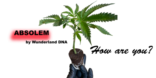Cannabis Klon Elite Hybrid von Wunderland Genetics