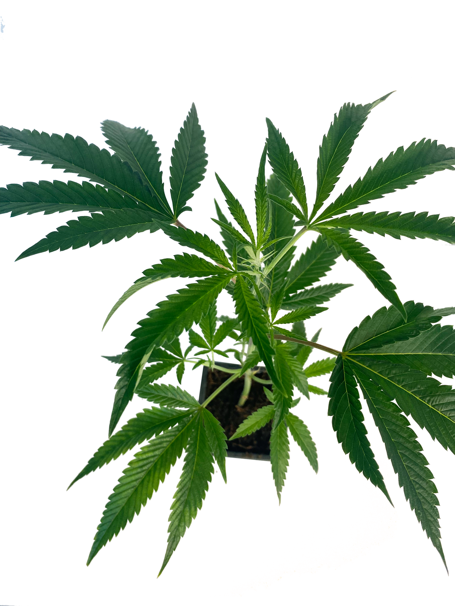 Alice #1 Cannabis Stecling im Topf bewurzelt