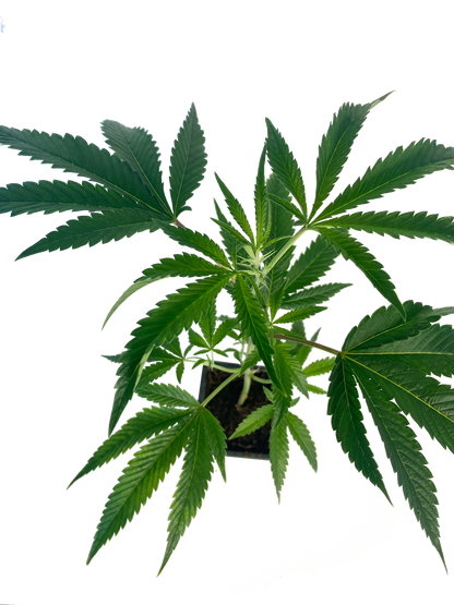 Alice #1 Cannabis Stecling im Topf bewurzelt