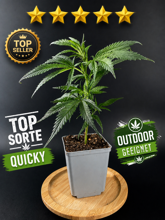 Quicky – Der perfekte Outdoor-Kurzblüher | Wunderland Genetics