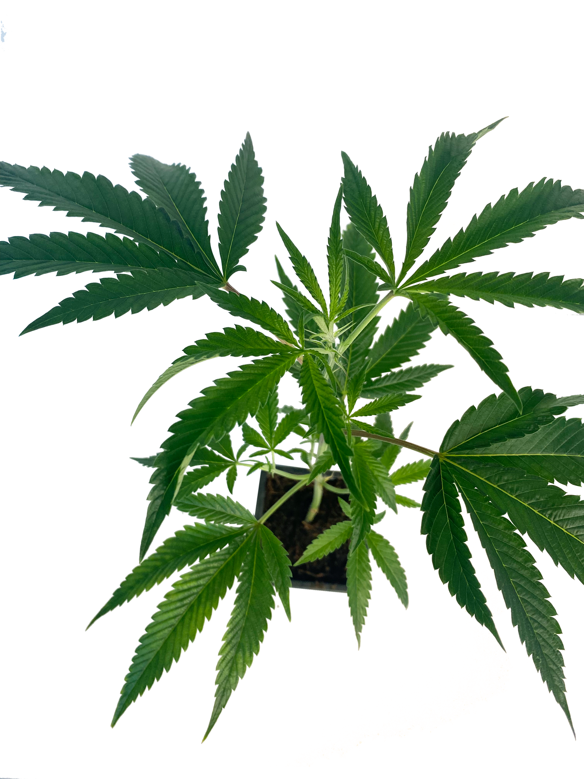 Black Raspberry Cannabis Steckling Bodhi Seeds mit lavendelfarbenen Blüten