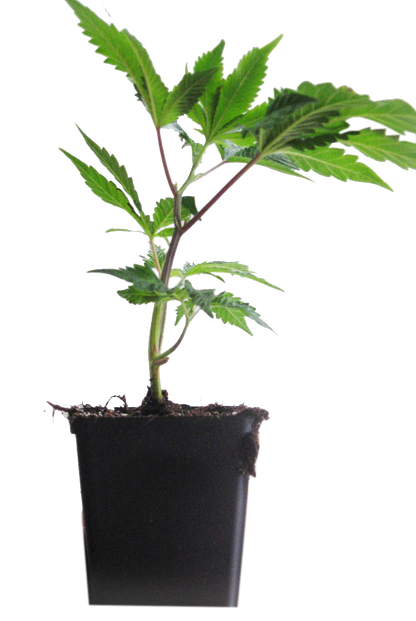 Black Raspberry inidca Steckling im Topf mit Wurzeln