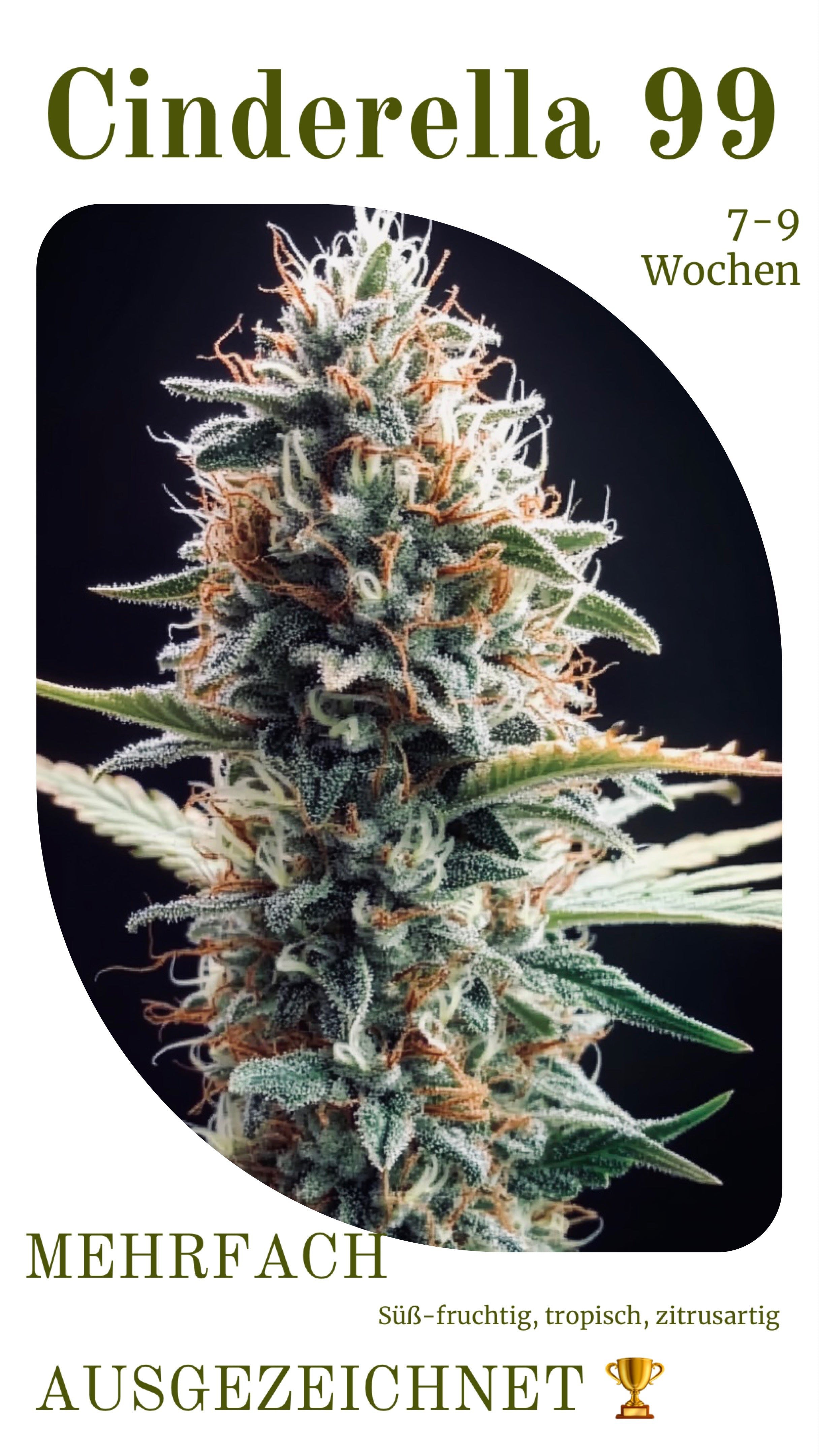 cinderrella mehrfach ausgezeichnet