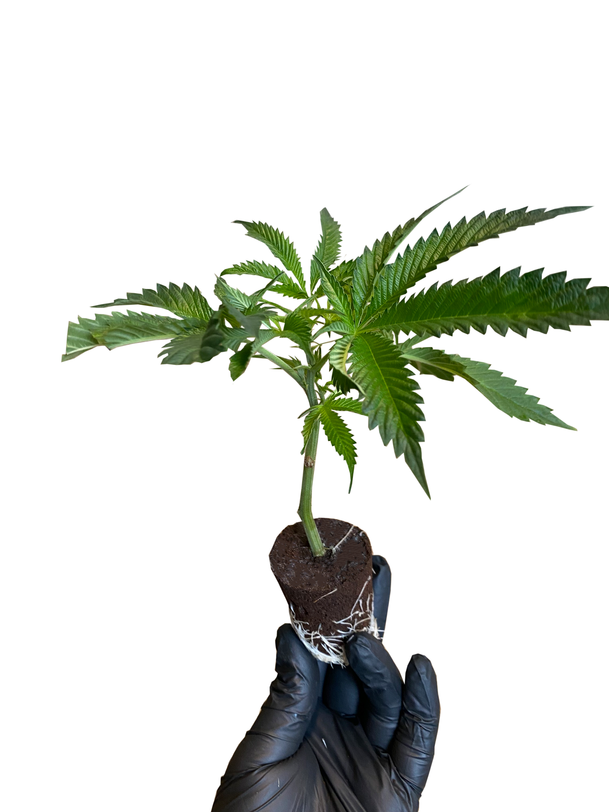 AK-47 Cannabis Stecklinge Deutschland - Serious Seeds Sativa