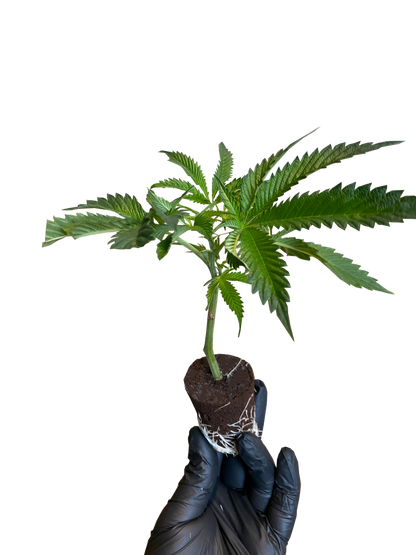 AK-47 Cannabis Stecklinge Deutschland - Serious Seeds Sativa