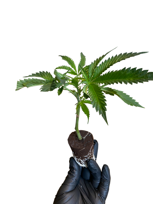 AK-47 Cannabis Stecklinge Deutschland - Serious Seeds Sativa