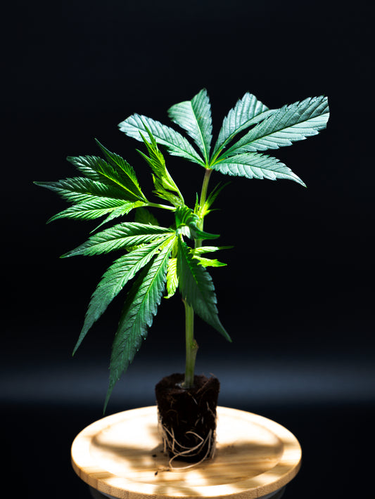 🍋 CITROLOCO Cannabis Steckling - Frisches Zitrus-Aroma