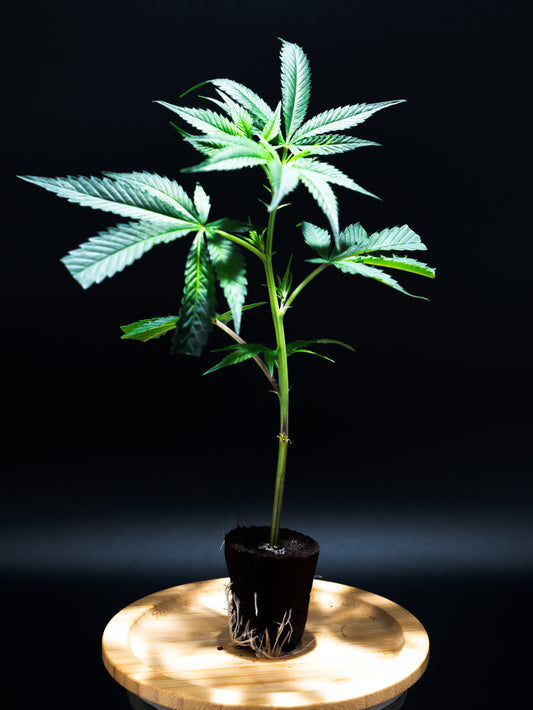 ❄️ SNOWMOSA - Frostige Eleganz trifft komplexes Terpenprofil