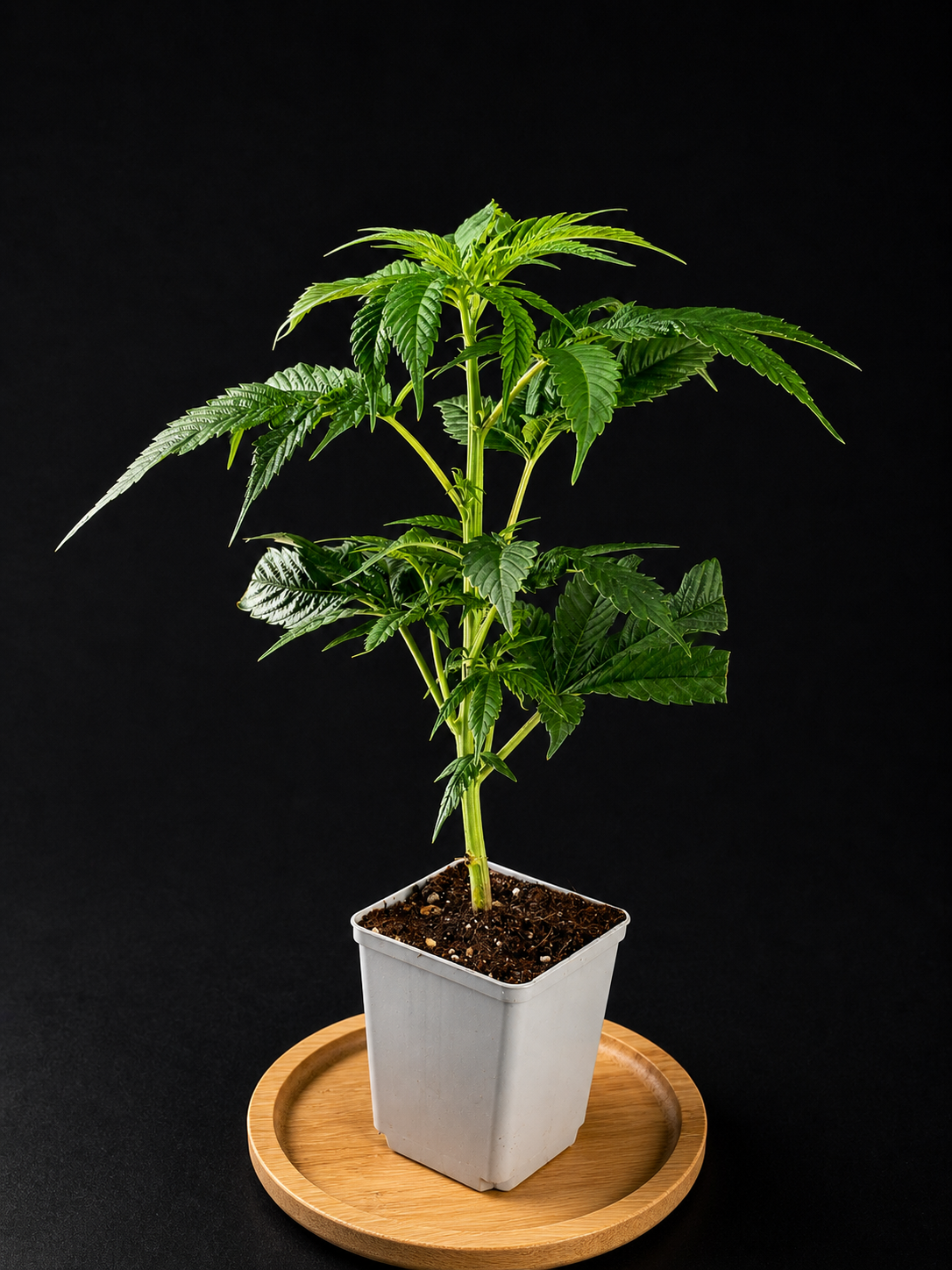 Fat Sister Steckling 15–30 cm, Cannabis Jungpflanze im Topf, kräftiger Wuchs, dunkler Studio Hintergrund