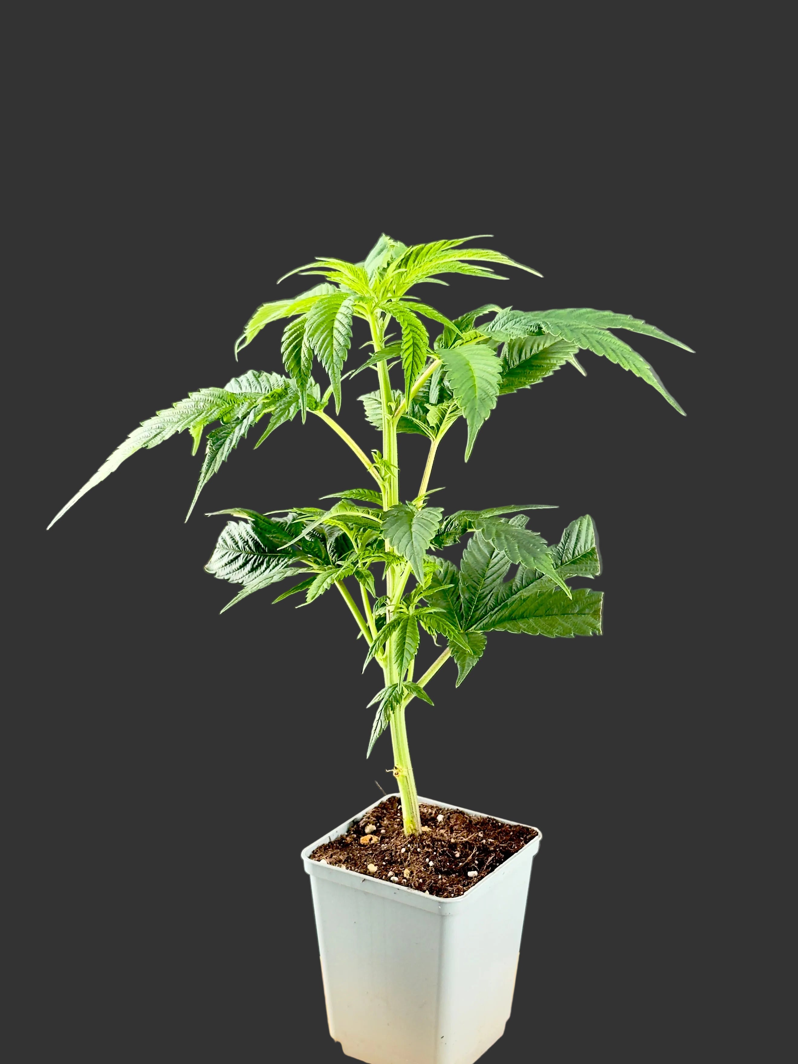 Fat Sister Steckling kaufen – Sativa Cannabis Pflanze von Wunderland Genetics, Glashaus & Indoor
