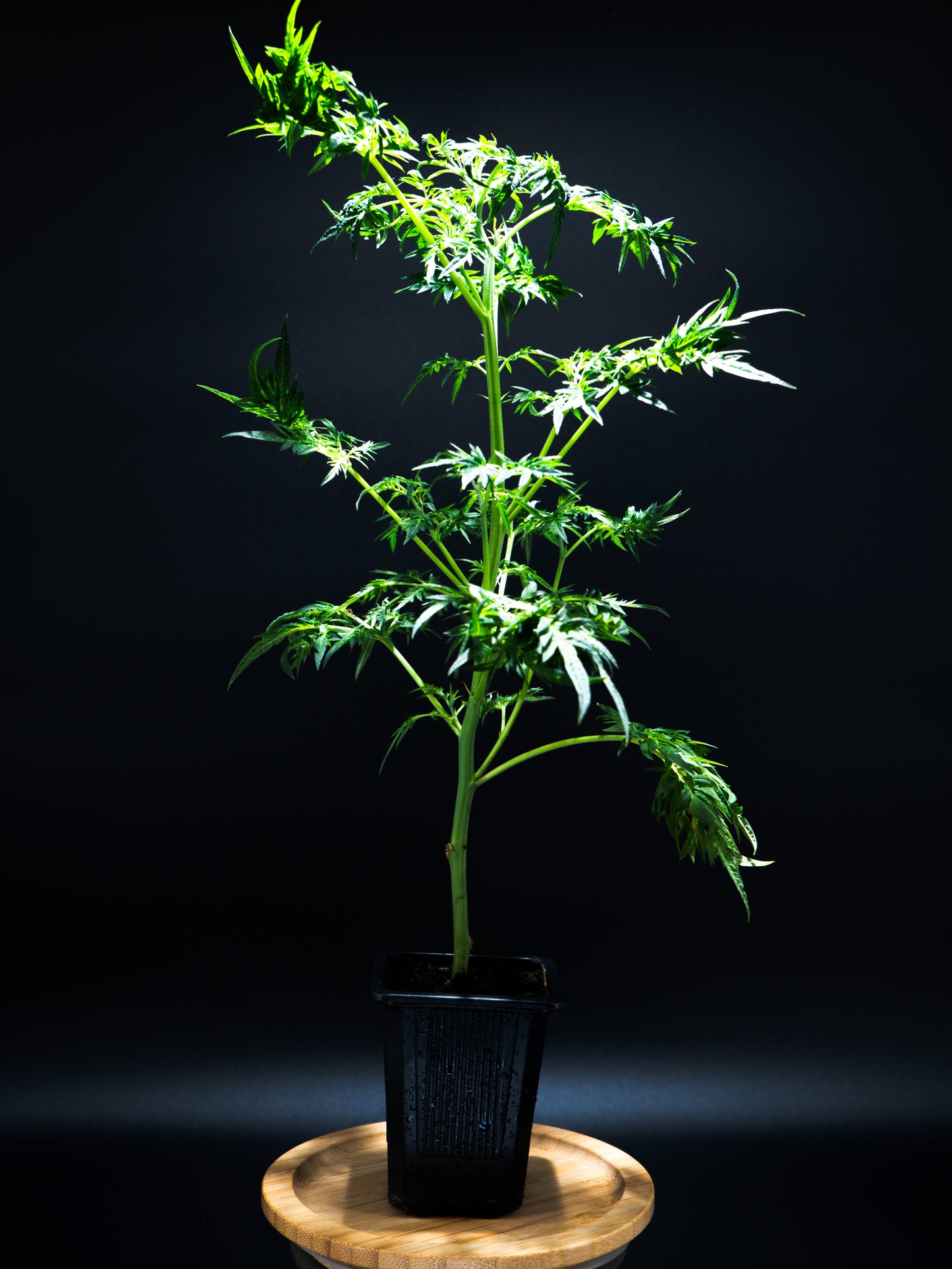 Grüne Cannabis Jungpflanze im Topf mit besonderen Blättern. 