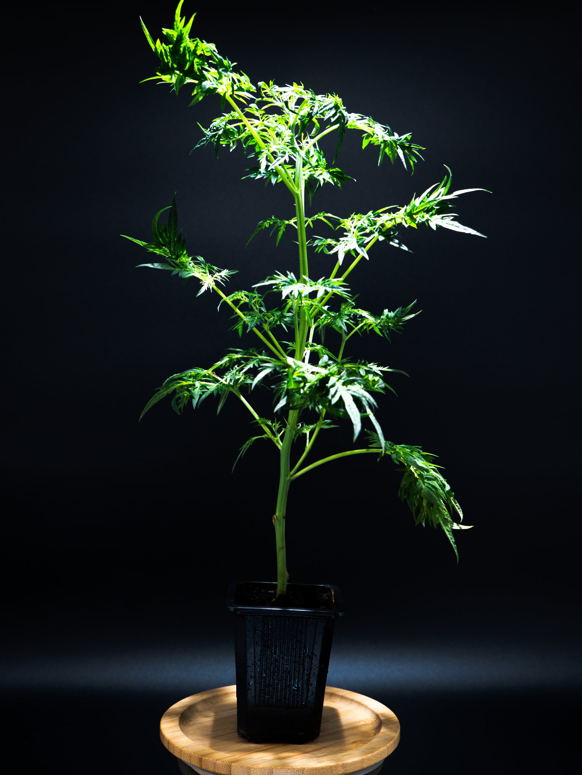Grüne Cannabis Jungpflanze im Topf mit besonderen Blättern. 