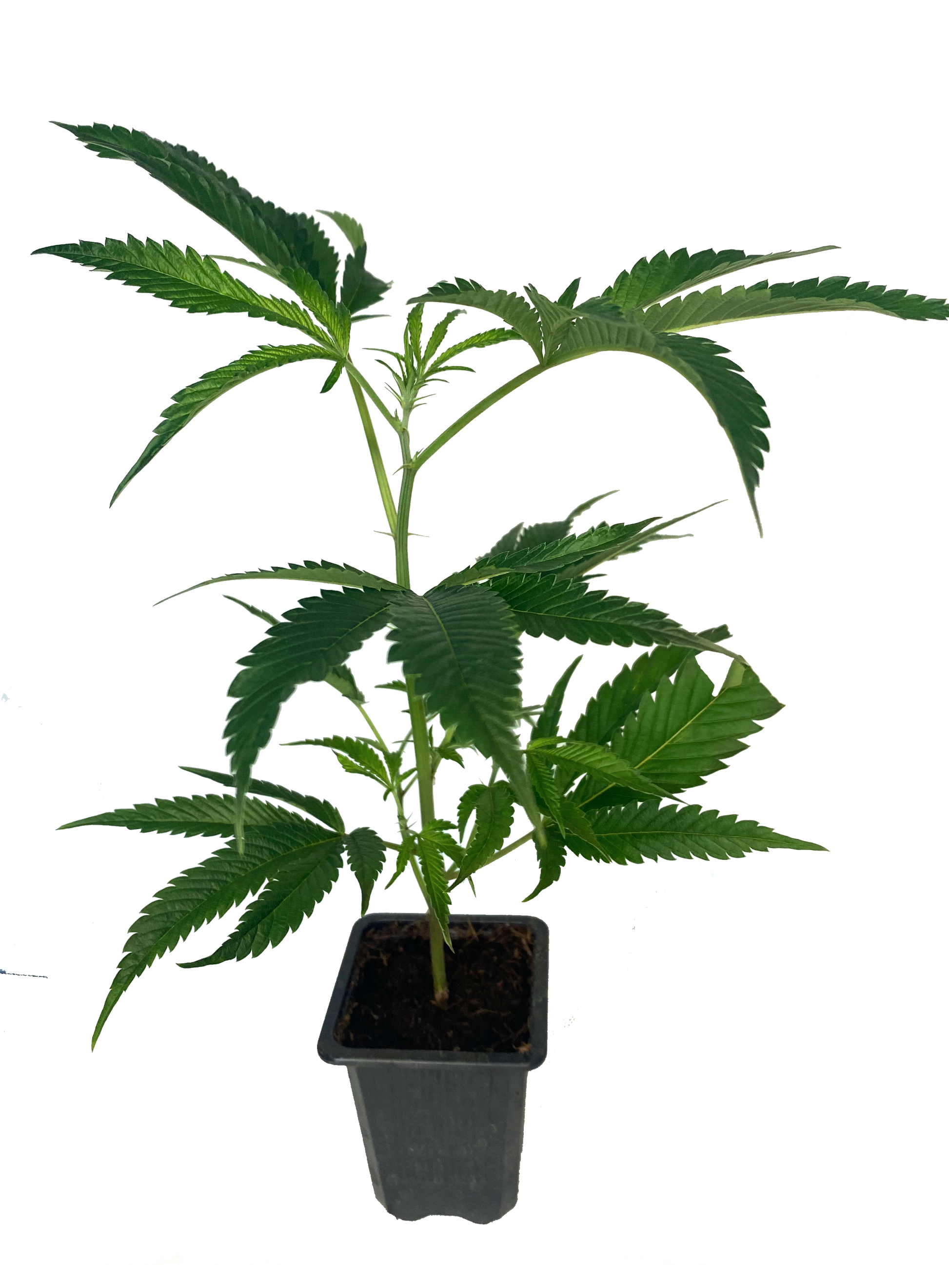 German OG Cannabis Steckling - Wedding Cake x Grape Smash Hybrid im Topf
