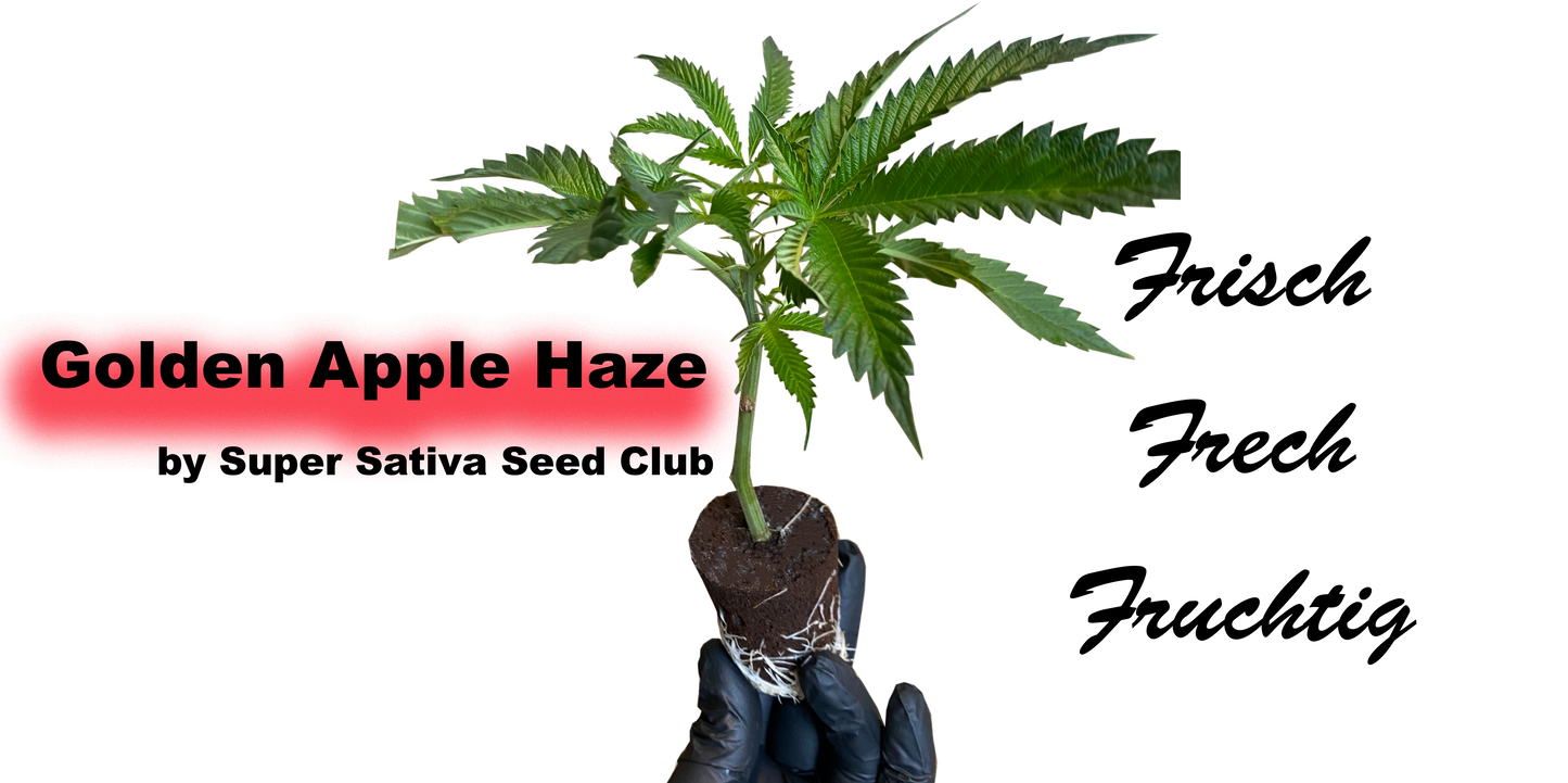 Golden Apple Haze Cannabis Stecklinge - Klassische Sativa von Super Sativa Seed Club