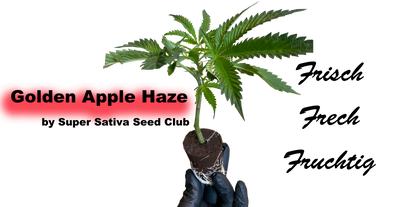 Golden Apple Haze Cannabis Stecklinge - Klassische Sativa von Super Sativa Seed Club