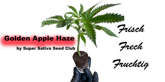 Golden Apple Haze Cannabis Stecklinge - Klassische Sativa von Super Sativa Seed Club