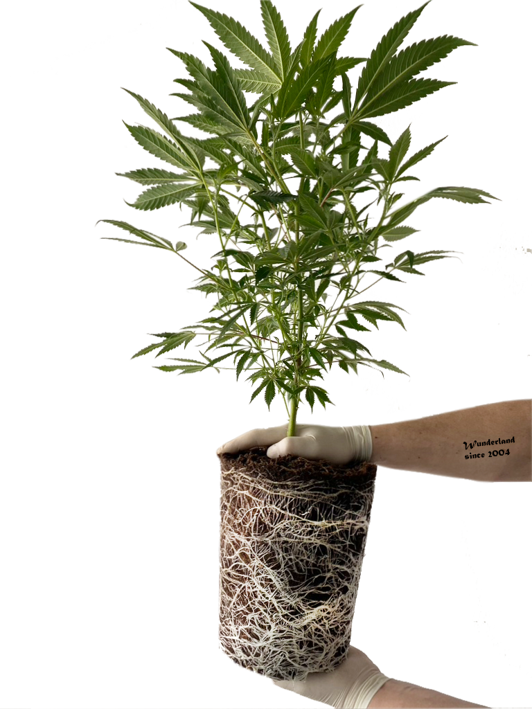 Herzkönigin Premium Hanfplanzen mit Top Wurzelballen von Wunderland Genetics