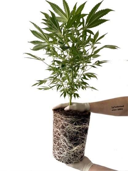 Herzkönigin Premium Hanfplanzen mit Top Wurzelballen von Wunderland Genetics