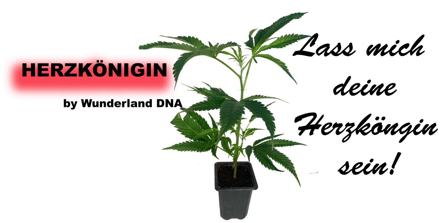 Herzkönigin Hanf Klon im Topf mit Wurzeln