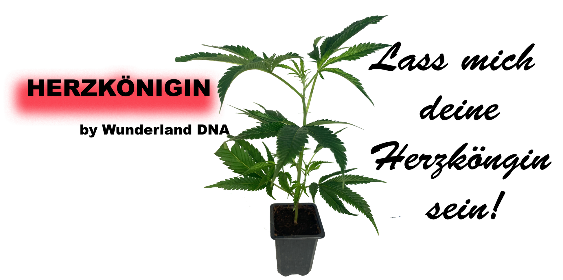 Herzkönigin Hanf Klon im Topf mit Wurzeln