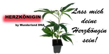 Herzkönigin Hanf Klon im Topf mit Wurzeln
