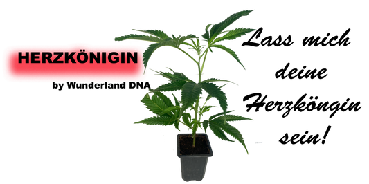 Herzkönigin Hanf Klon im Topf mit Wurzeln
