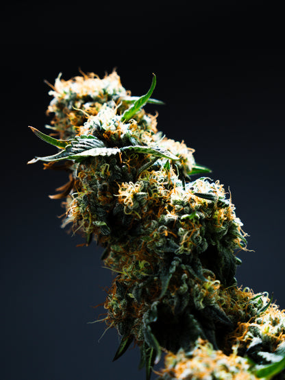 SILENT DANK - die diskrete Schönheit