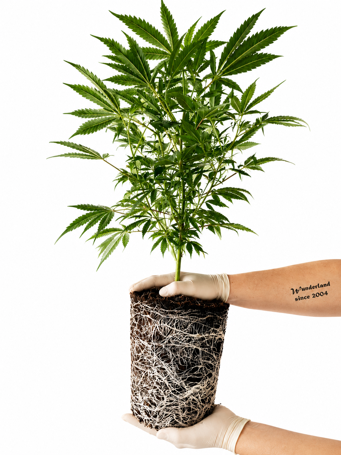Wunderland Profidünger A&B - Cannabis Zweikomponenten-Dünger