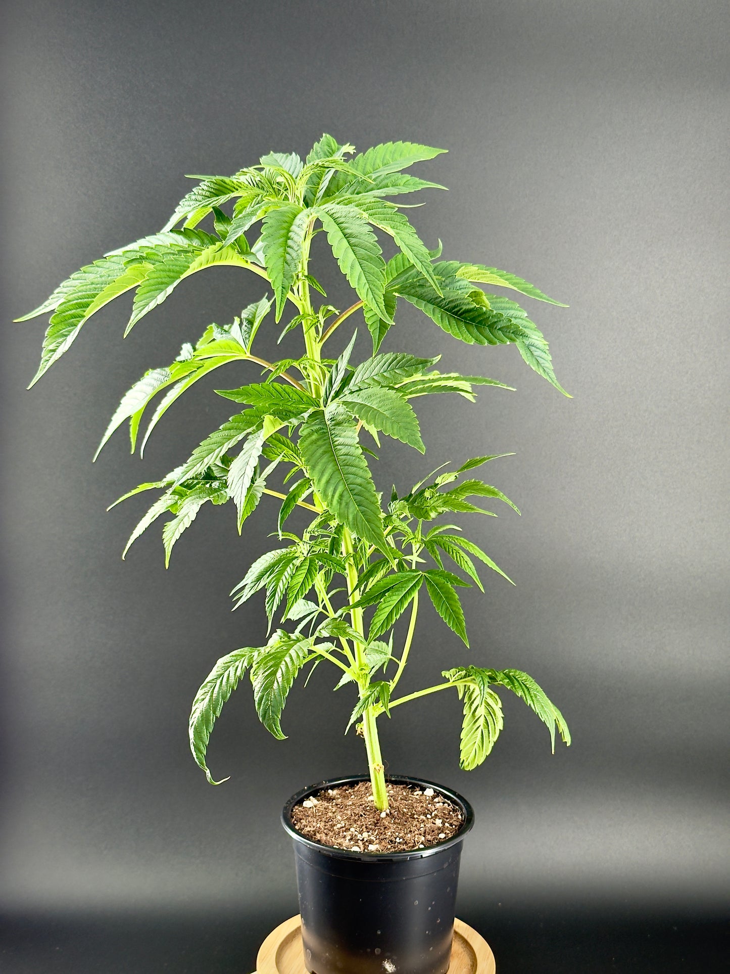 Fat Sister – 3 Größen, Glashaus & Outdoor | Wunderland Genetics