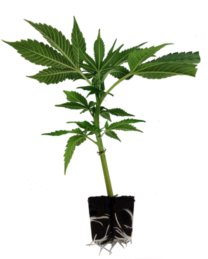 LA Kosher Kush Steckling mit weißen Wurzeln