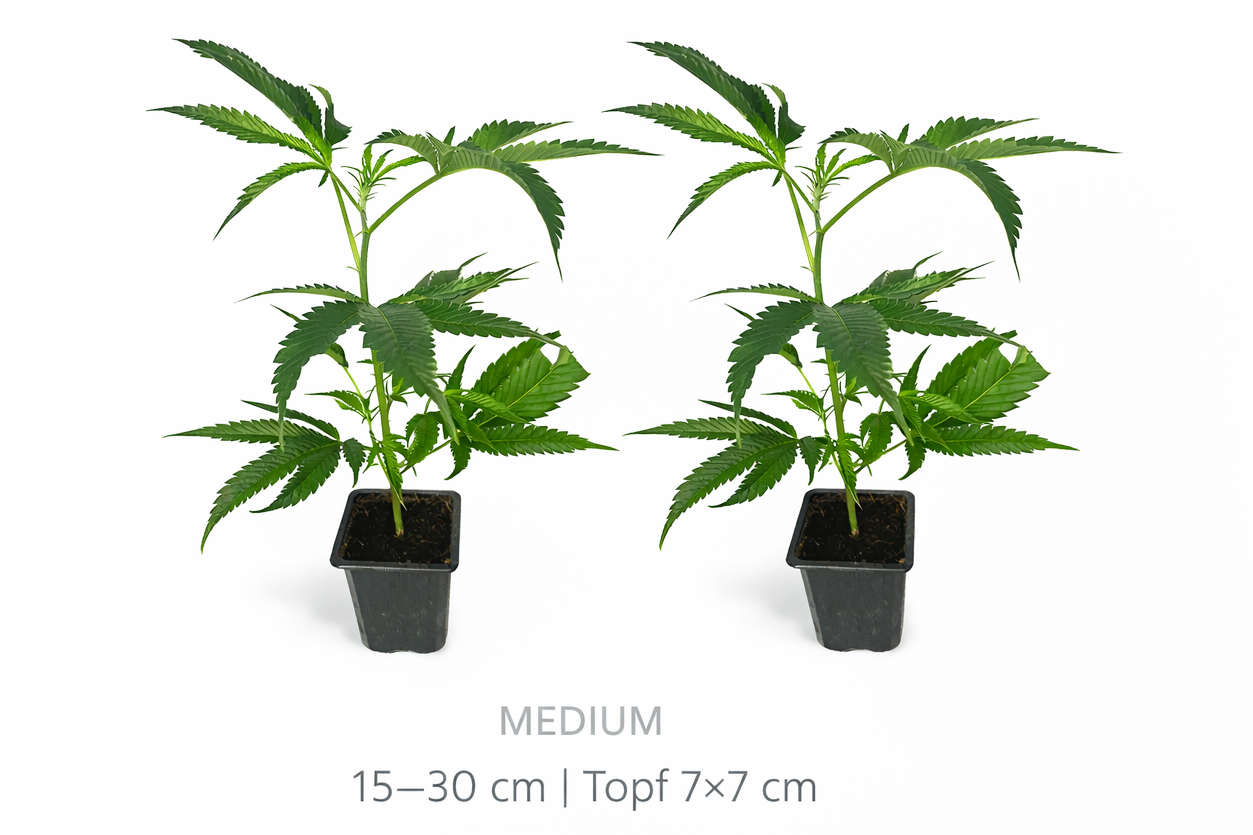 Cannabis Stecklinge 15-30 cm im Topf 7x7 xm - kräftige Jungpflanzen